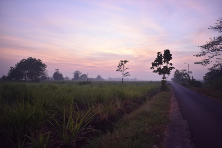 Sunrise di kebun tebu