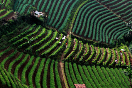 Terasering Kebun Bawang