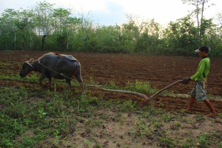 Bajak tegal/ladang