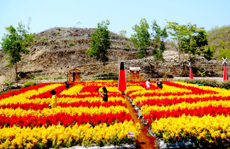 Warna Warni Bunga Celosia Di Pegunungan Karst G.kidul