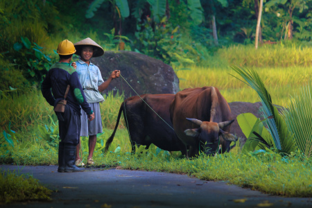 Disudut desa, pagi bercerita