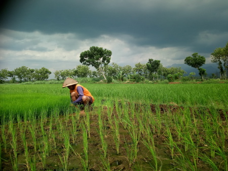 Menanam Harapan