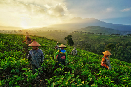 Menyambut Pagi di Kebun Teh Kemuning