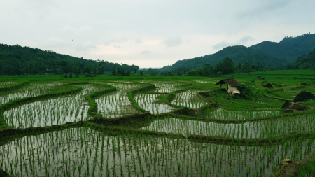 Hamparan Sawah di Desa Leuwikujang