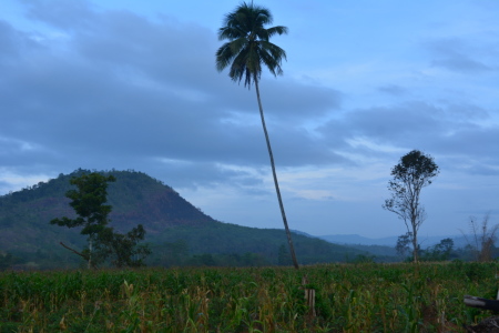 Kebun Jagung