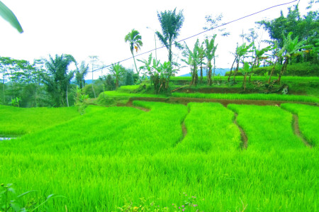 Sawah Depan Rumah