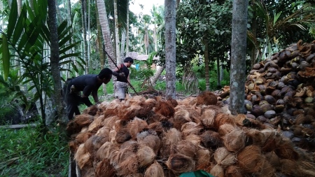 Memanen kelapa