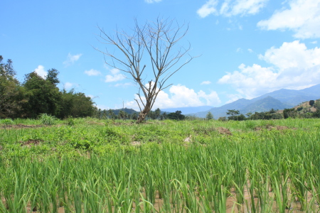 pinggir sawah