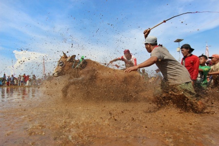 Kerapan Sapi Brujul