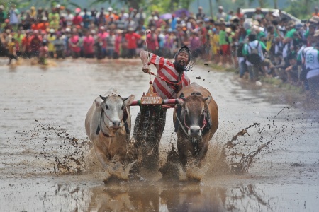 Kerapan Sapi Brujul