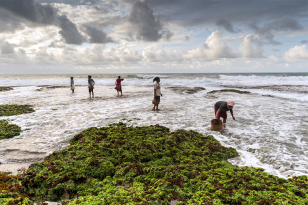 Para Pencari Rumput Laut