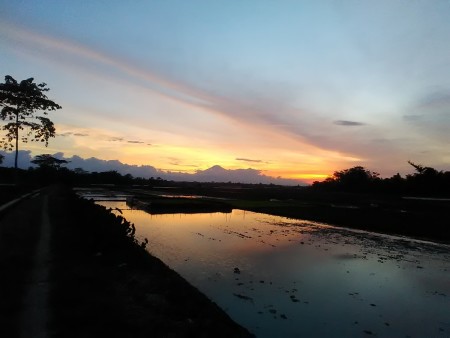 Pesona sawah saat sang fajar terbenam