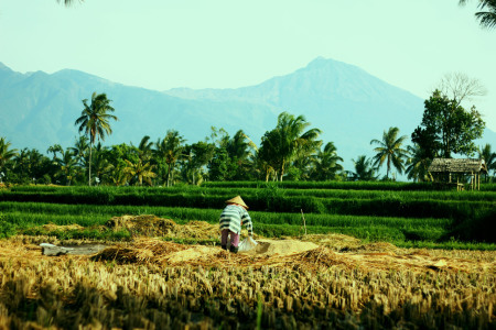 PETANI DESA