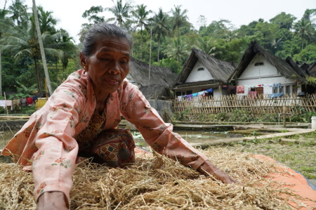 Menjemur padi