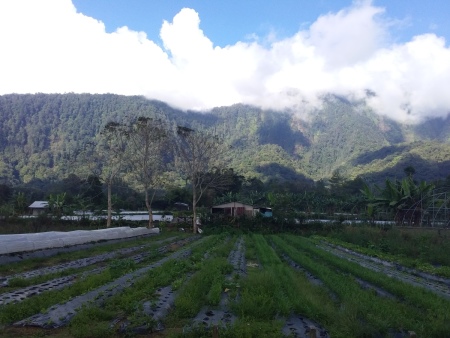 Gunung di Pancasari