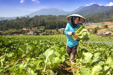 Inspirasi dari Kampung Lembah Parabon Pojok (Ciloto - Cianjur)