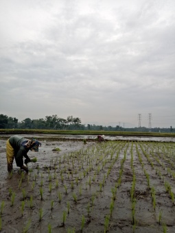 Semangat Petani Desa