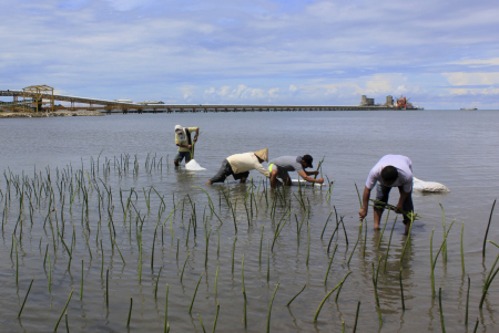 Menanam Mangrove