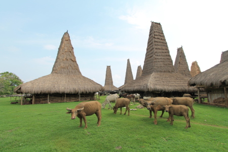 Suatu Siang di Desa Adat Ratenggaro Pulau Sumba