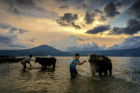 Memandikan Kerbau di Danau Toba