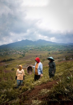 Petani Ubi