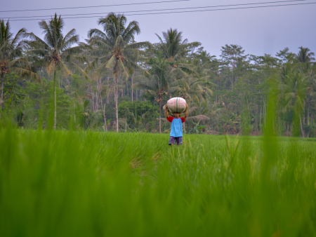 Sawah dan petani