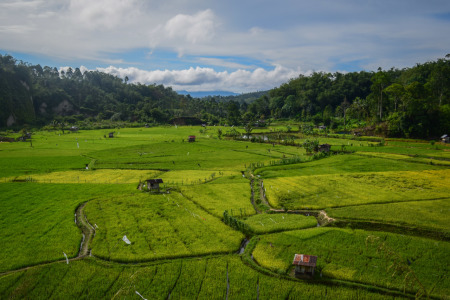 Sawah di lembah Desaku