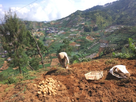 Petani Kentang Di Dieng