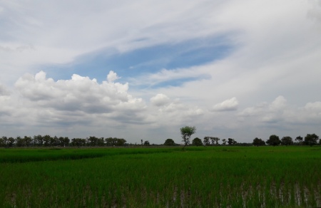 Hamparan Sawah di Kampung Halaman