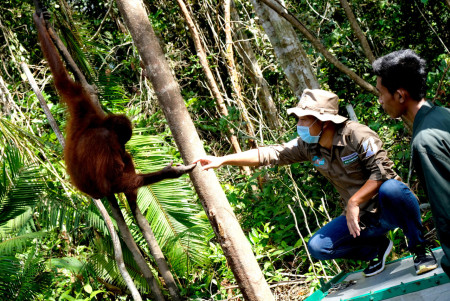 Pelepasan Orangutan