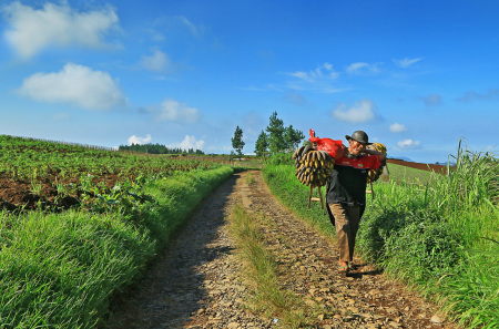 Penjual Pisang Pejawaran