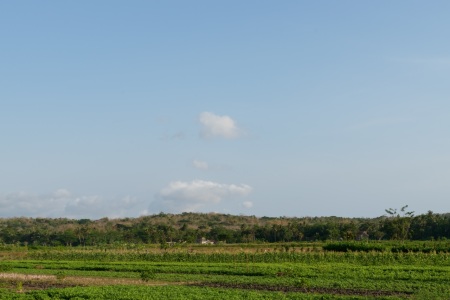 Persawahan Gunung Kidul