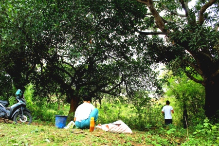 Berkebun panen buah mangga