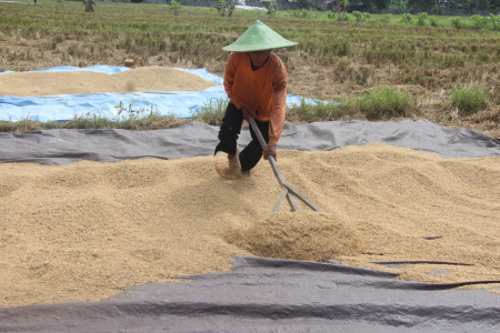 Petani Pahlawan Gizi Bangsaku