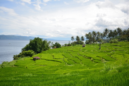 Sawah Balenggek