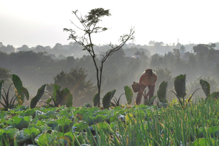 Petani Palawija