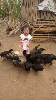 Ayam kampung