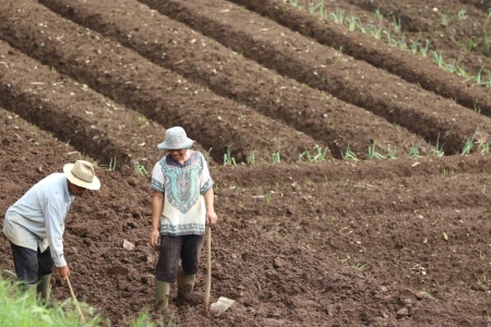 Mencangkul Sawah