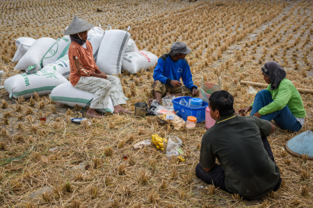 Istirahat Sejenak Setelah Memanen Sawah