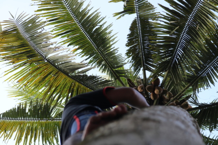 Secerca kehidupan dibalik kelapa