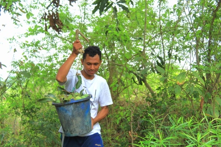 Panen buah mangga