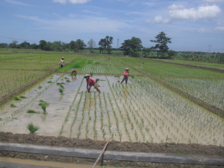 Menanam Padi