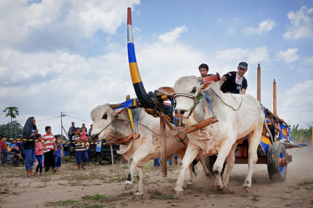 balapan gerobak sapi