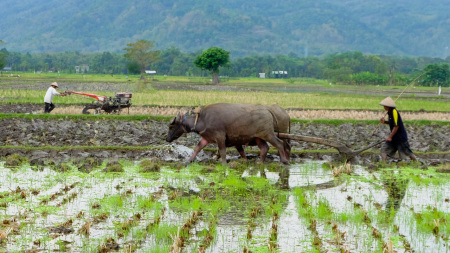 Membajak Sawah