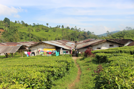 Kampung Hijau Nan Sejuk di Bawah Bukit Kebun Teh