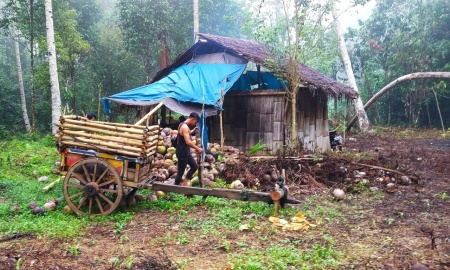 kebun kelapa