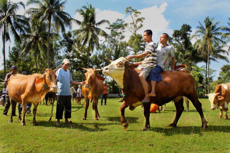 festival kampung sapi