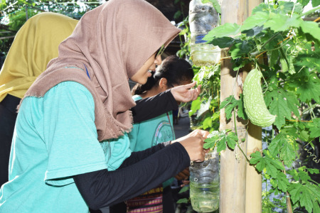 panen hasil lorong hijau depan rumah