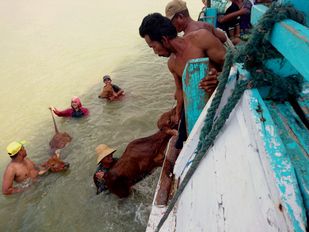 KIRIM SAPI JALUR LAUT