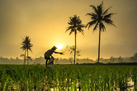 Bertani di Kampung Nan Asri